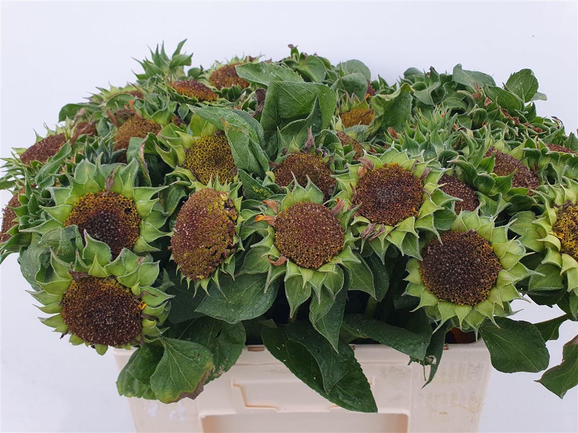 Helianthus 50cm