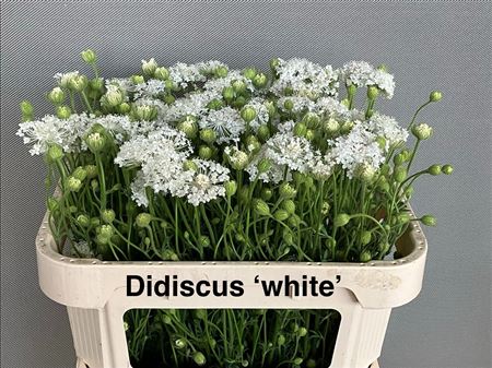 Didiscus White 75cm P Stem