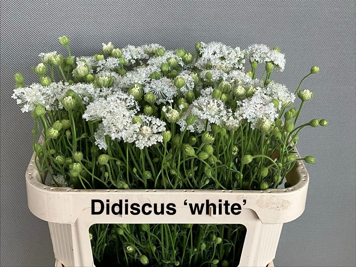 Asst Cutflowers 70cm