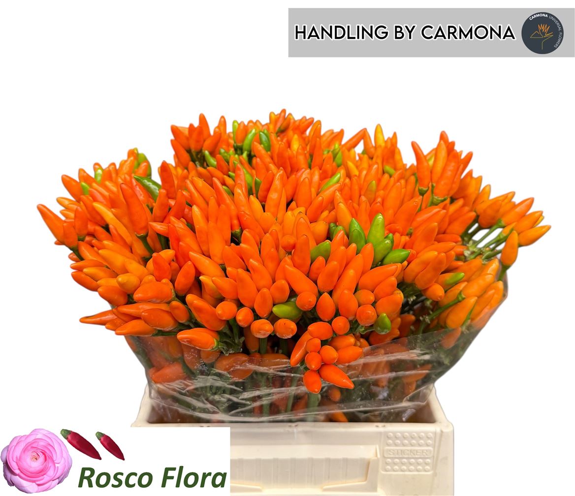 Capsicum Orange Fire 45cm