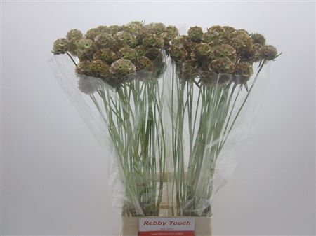 Scabiosa Pods 80cm