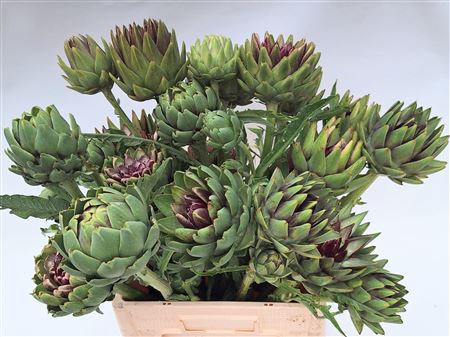 Cynara Sc Green Glob