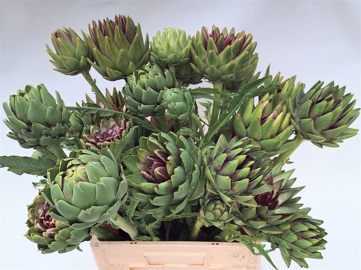 Cynara Green Globe 70cm