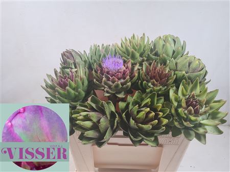 Cynara Sc Green Glob