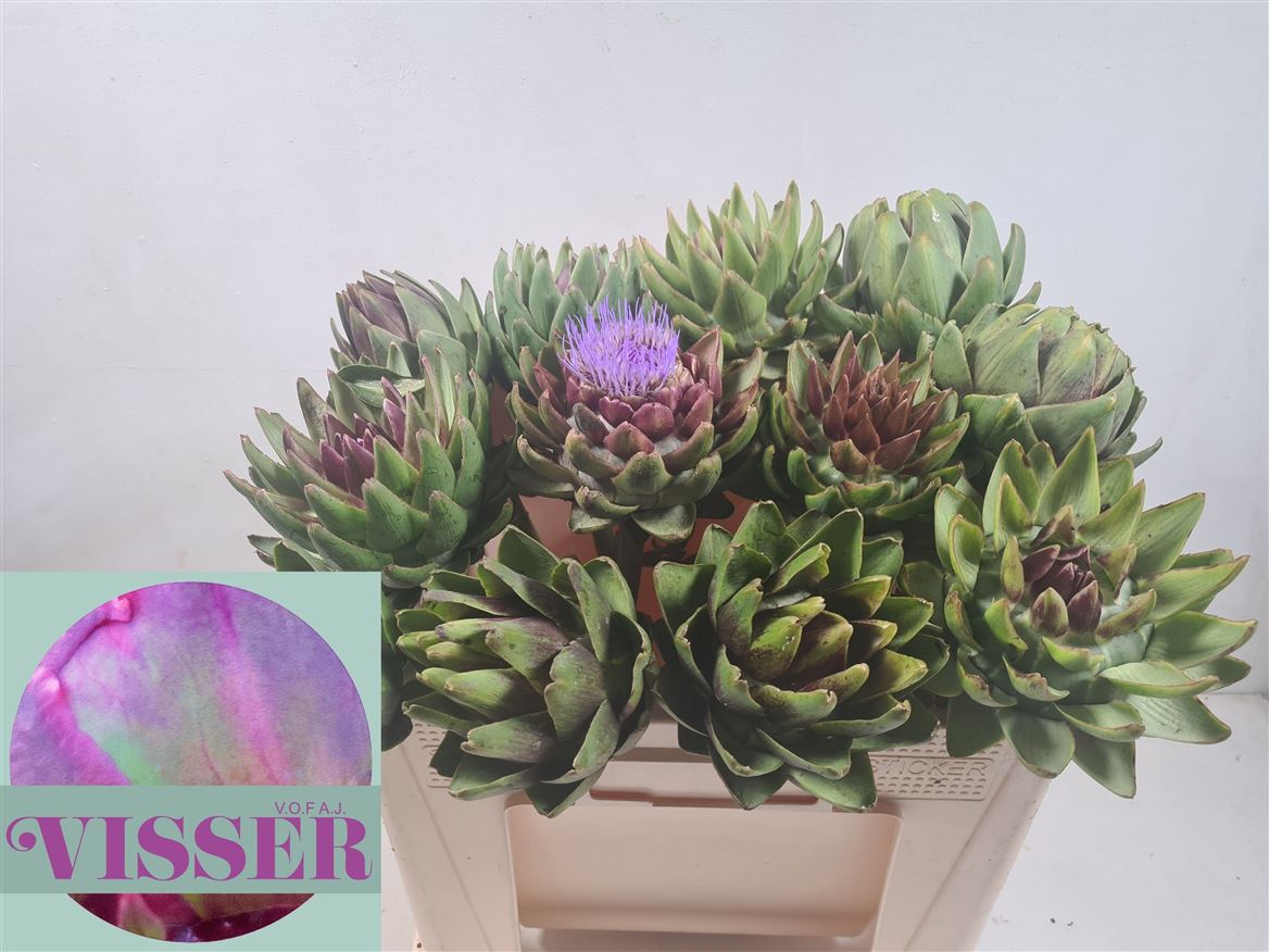 Cynara Green Globe 50cm