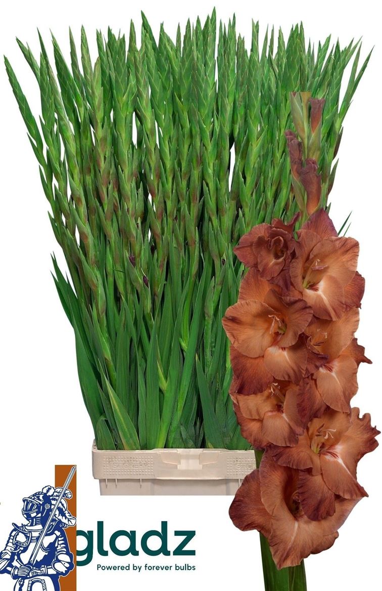 Gladiolus Indian Summer 120cm 190gram