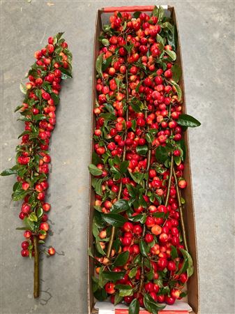 Malus Red Sentinel