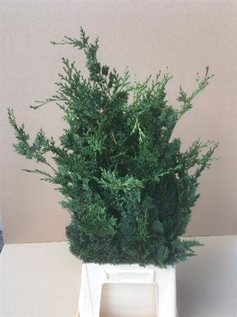 Chamaecyparis La Wisselii Bs 50cm