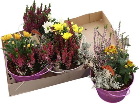 Arr Autumn In Zinken Schaal 18 Cm Gemengd