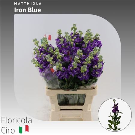 Matth Iron Blue