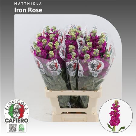 Matth Iron Rose