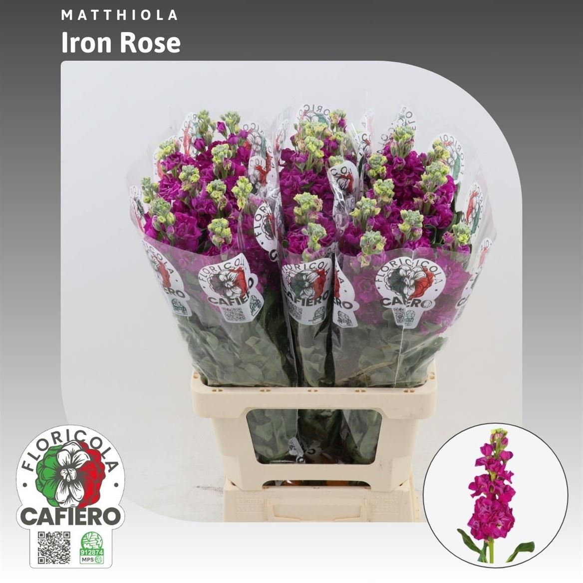Matthiola Iron Pink 70cm