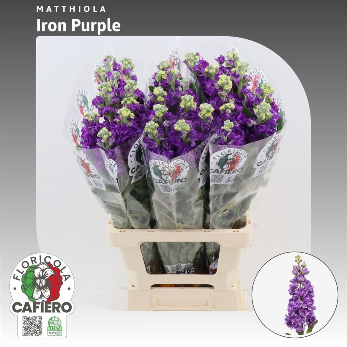 Matthiola Iron Purple 70cm