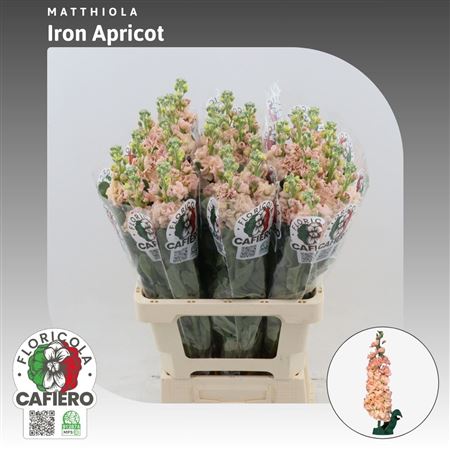 Matth Iron Apricot