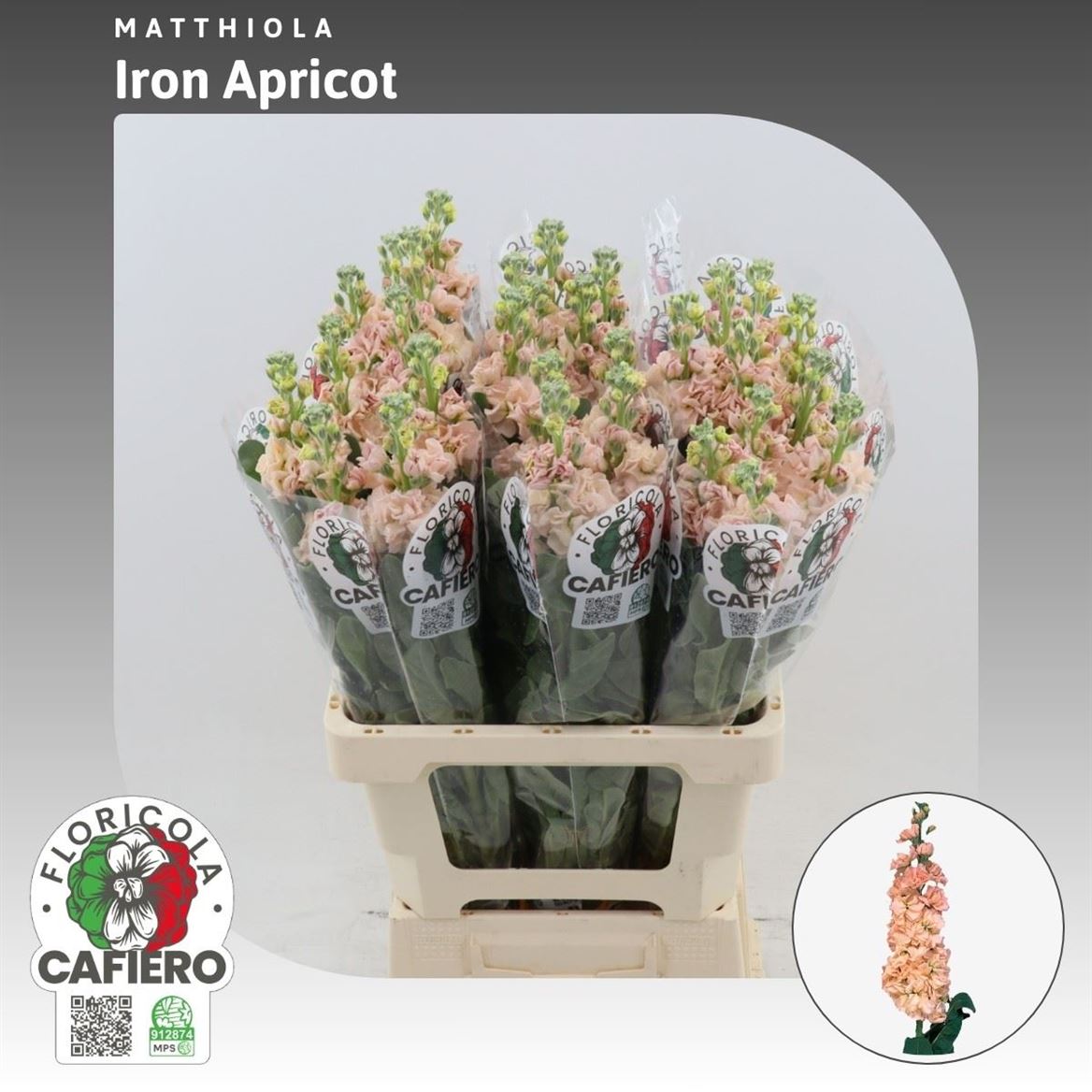 Matthiola Iron Apricot 70cm