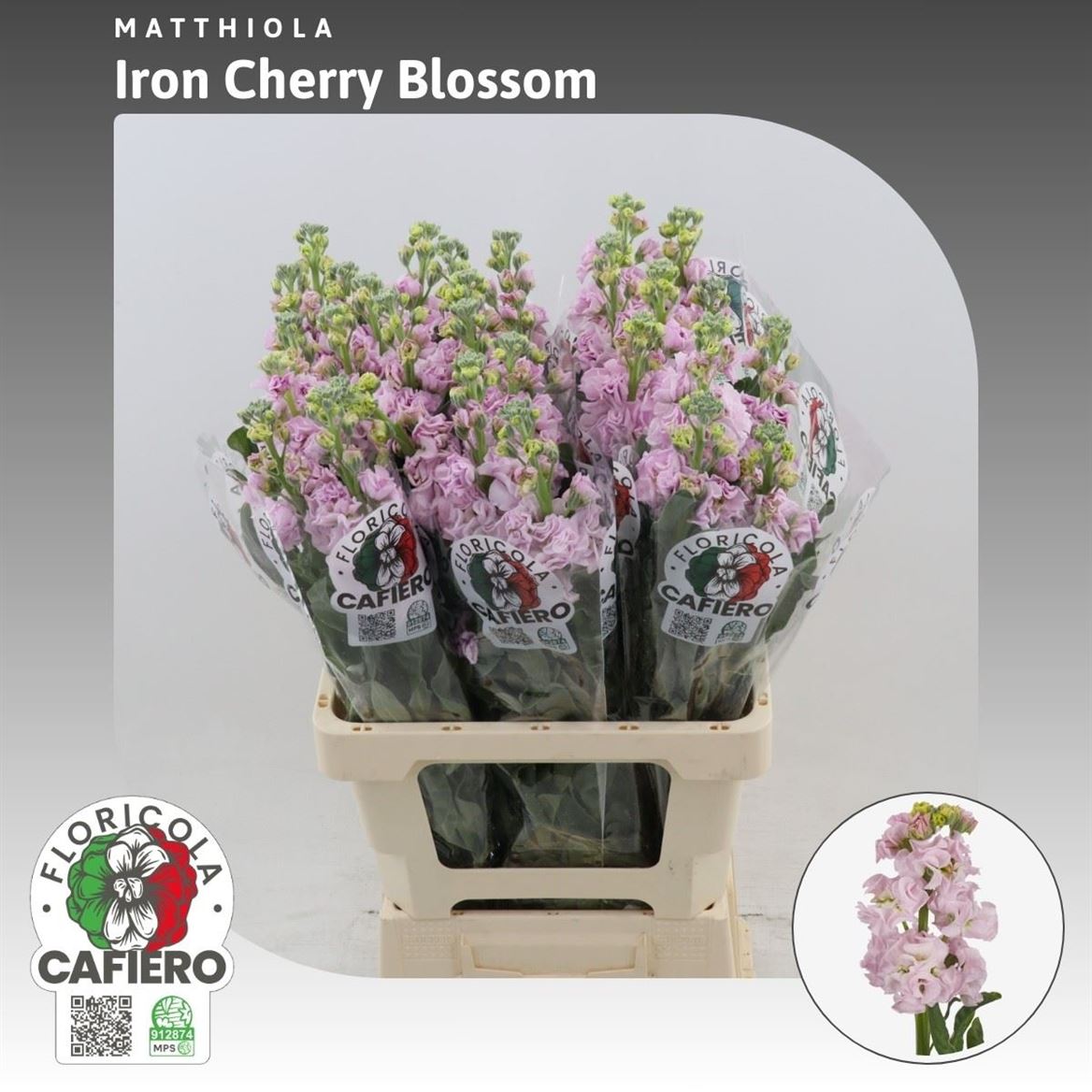 Matthiola Iron Cherry Blossom 60cm