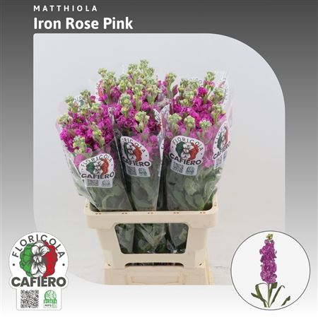 Matth Iron Rose Pink