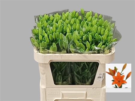 Lilium La Caesars Palace 70cm 4/6bl