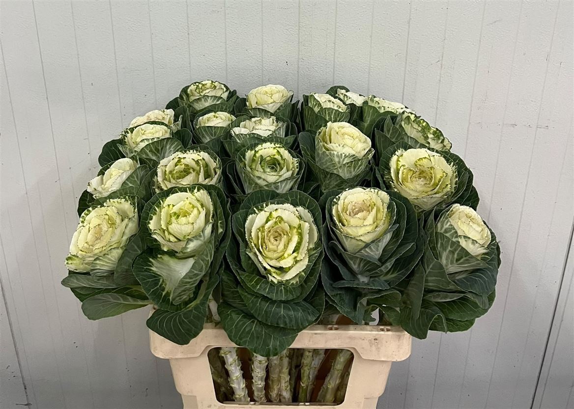 Brassica White Crane 60cm