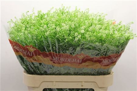 Lepidium Green Bell