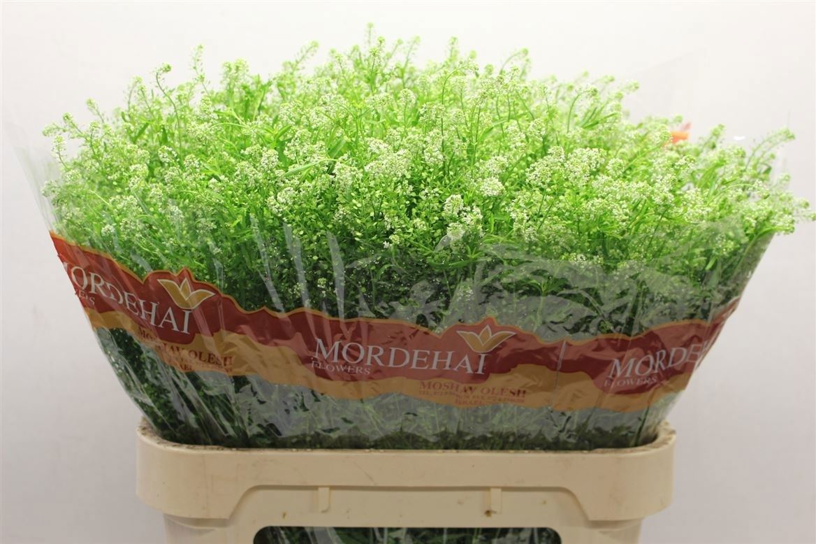 Lepidium Green Bell (THLAPSI) 80cm 32gram