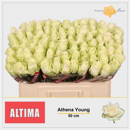 R Gr Athena