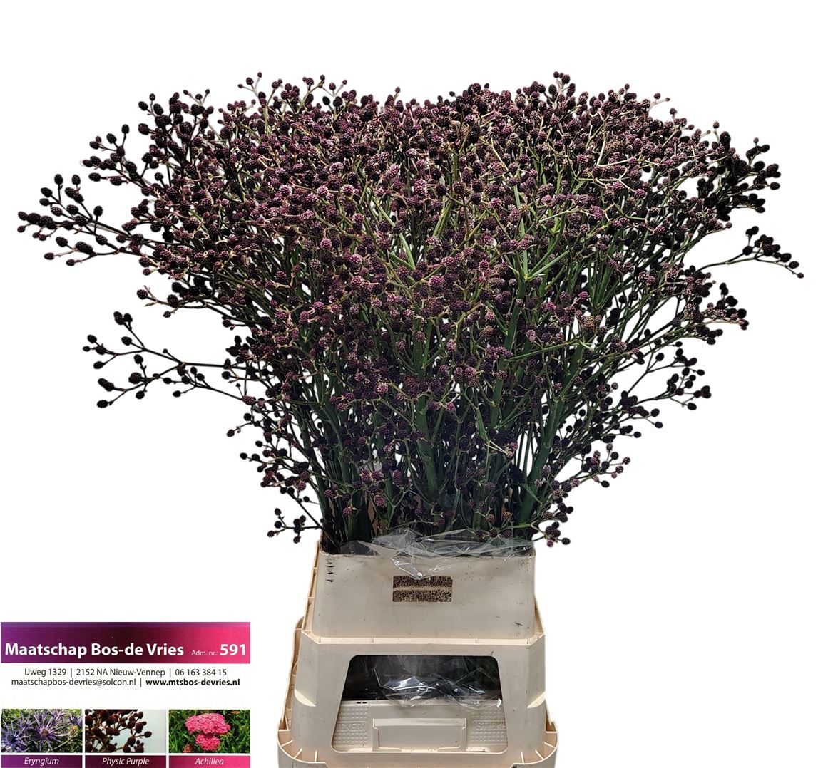 Eryn Gi Red Surprise 110cm
