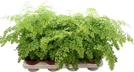Adiantum Fragrans