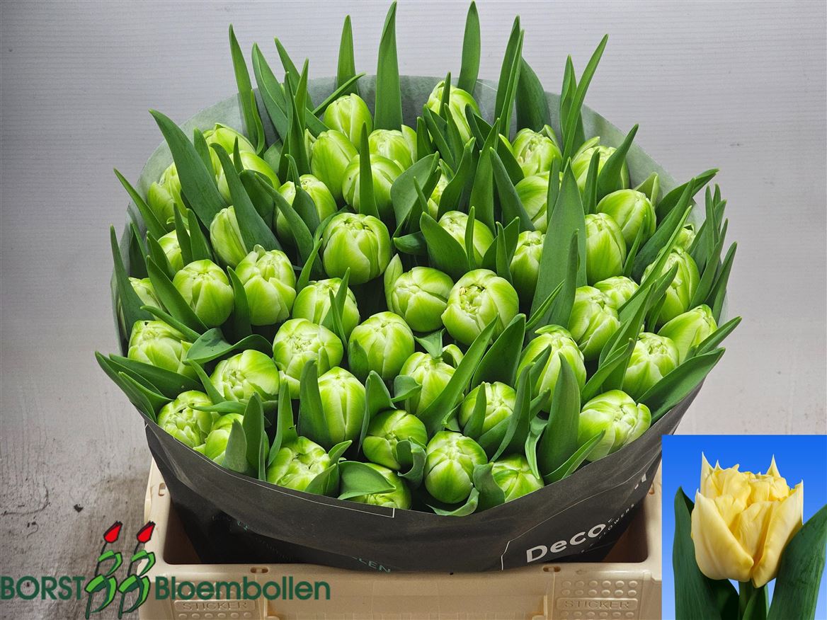 Tulip Double Avant Garde 35cm 28gr.