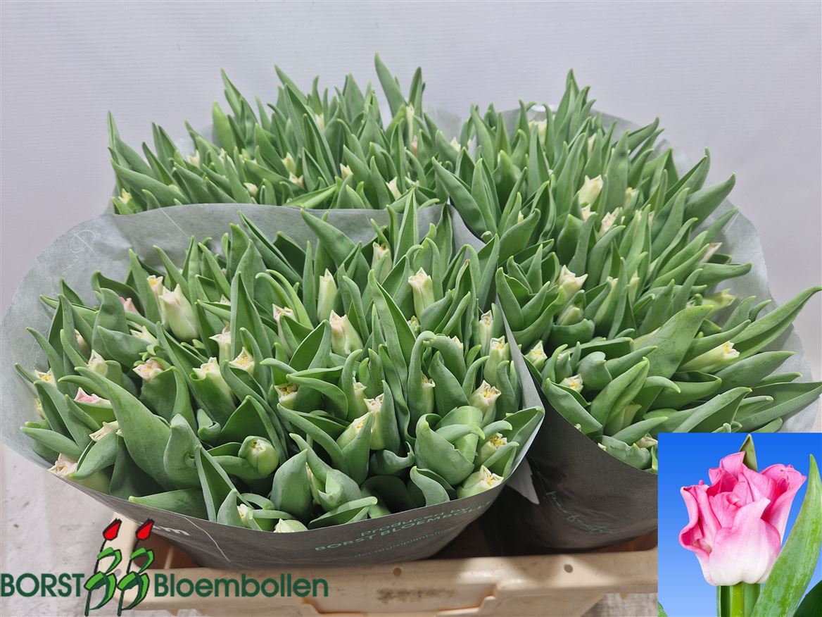 Tulip Coronet Crown Of Dynasty 40cm 28gr.