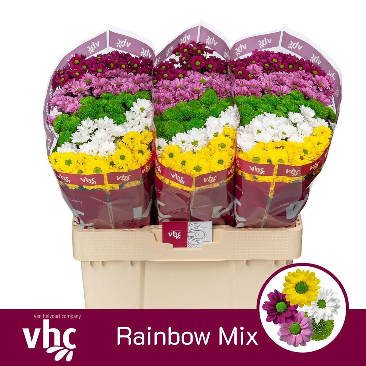 Chrysanth Santini Mix 55cm 40gr.