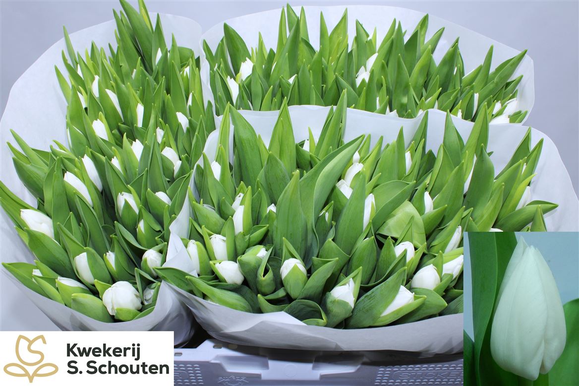 Tulip Single Royal Virgin 30cm 25gr.