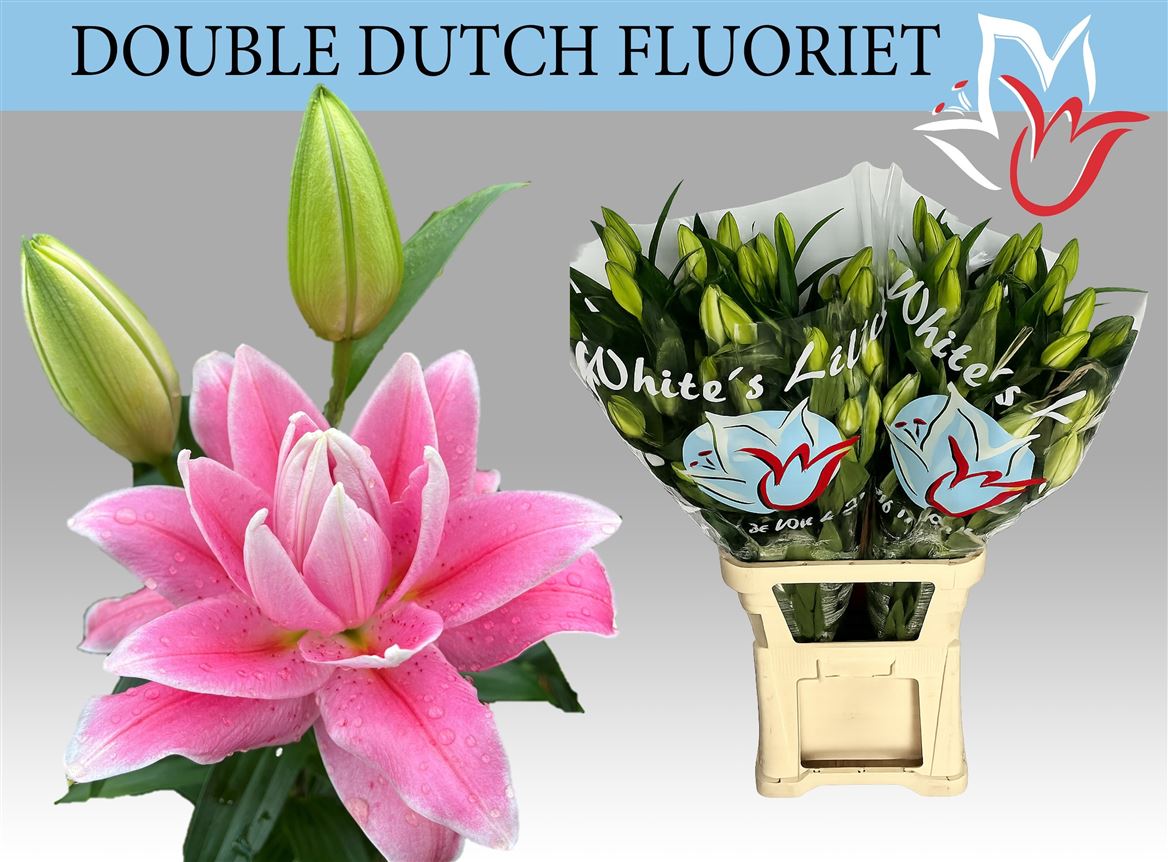 Li Or Dd Fluoriet 100cm 5/7bl