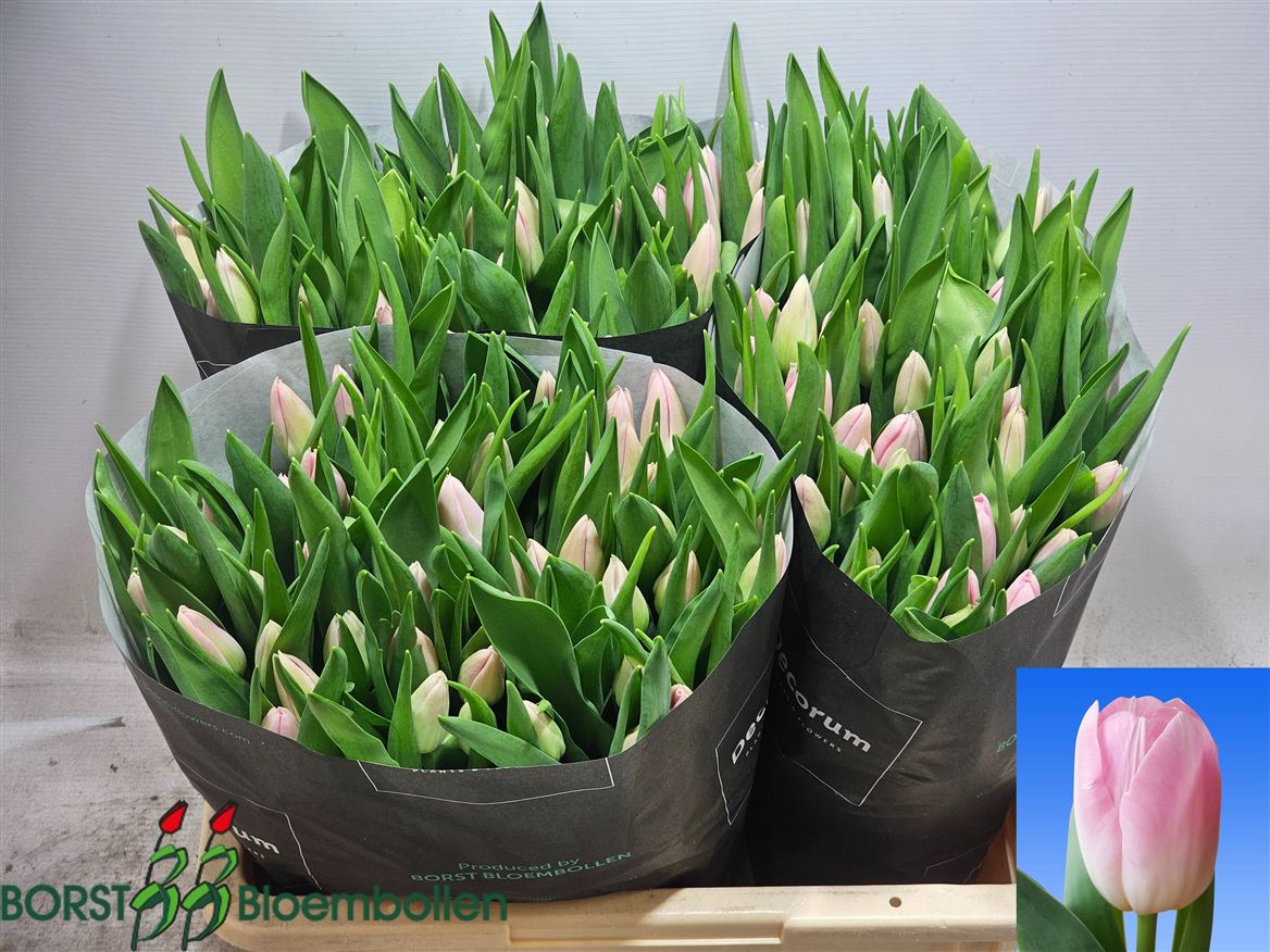Tulip Single Dynasty 35cm 33gr.