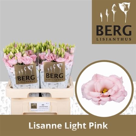 Lisianthus Double Lisanne Light Pink 70cm