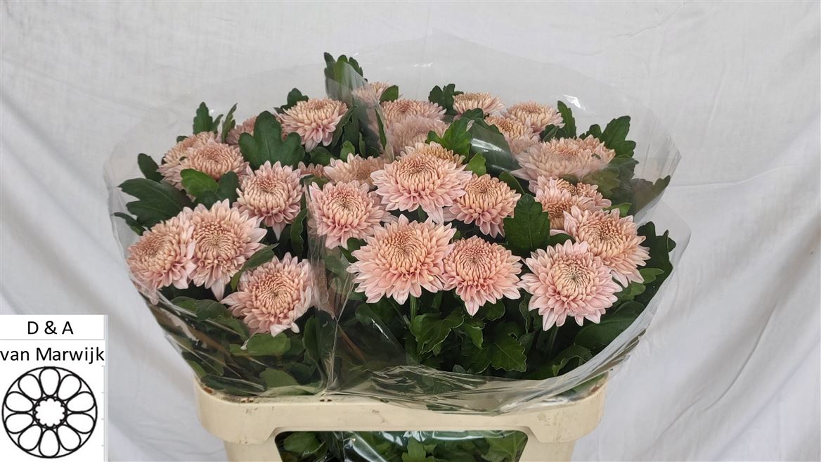Chrysanth Single Marielle 75cm 95gr.