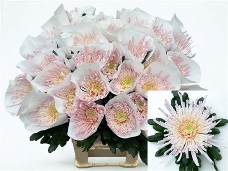 Chrysanth Single Spider Spivio 80cm 90gr.