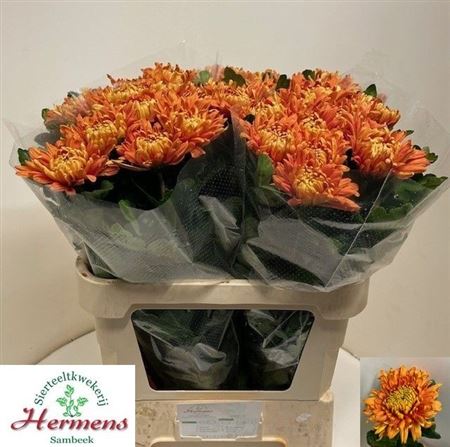 Chrysanth Single Astro 75cm 120gr.