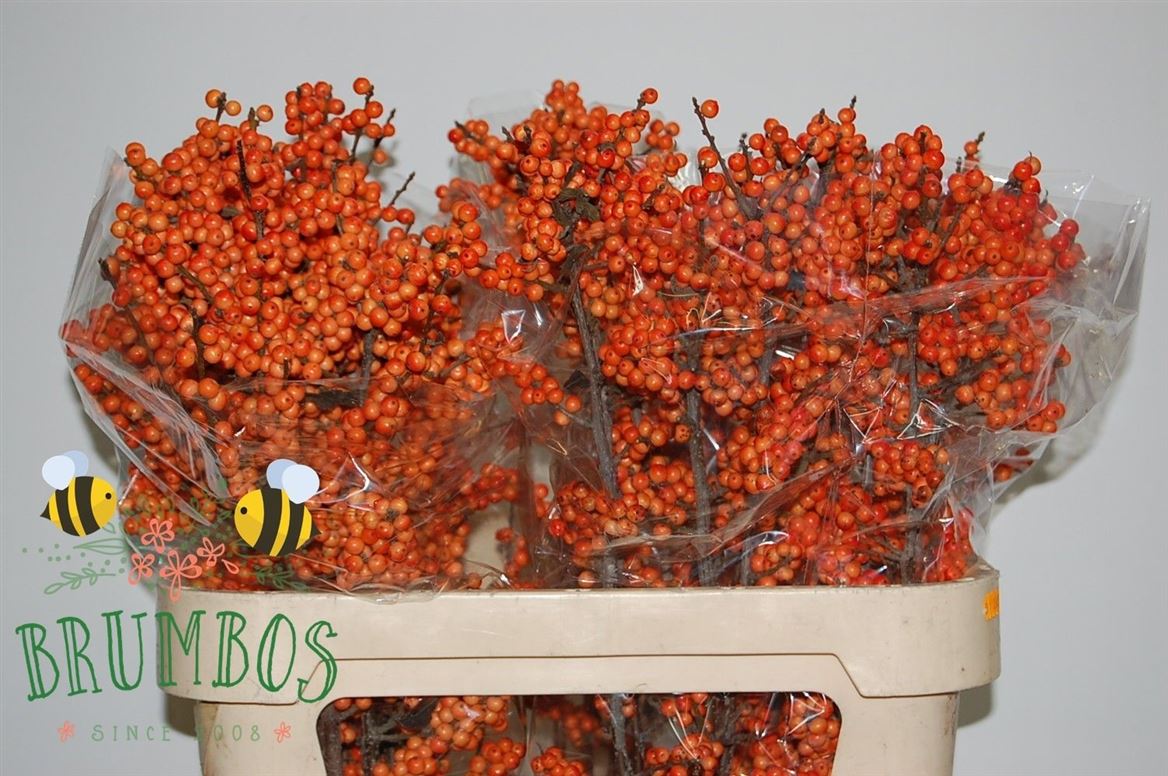 Ilex Verticillata Winter Gold 80cm