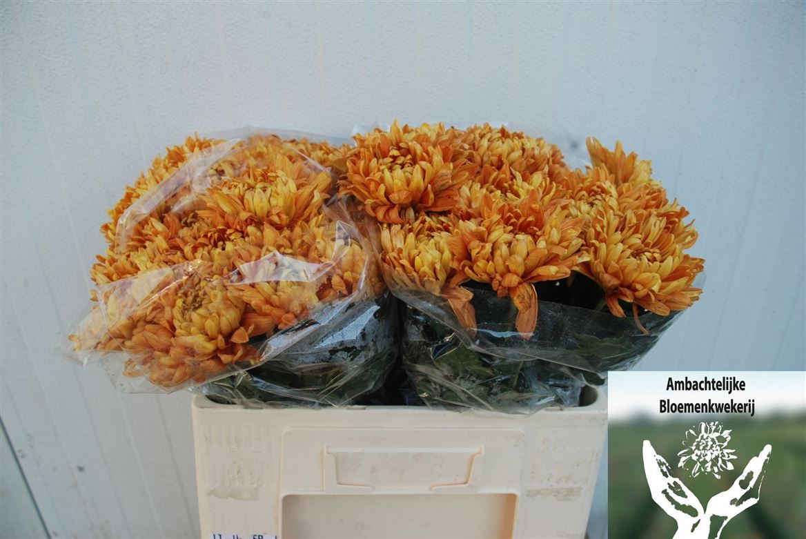 Chrysanth Single Astro 60cm 85gr.