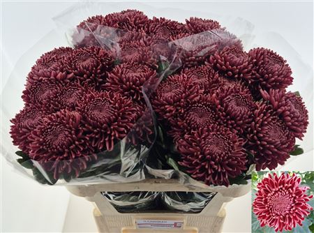 Chr G Bigoudi Red