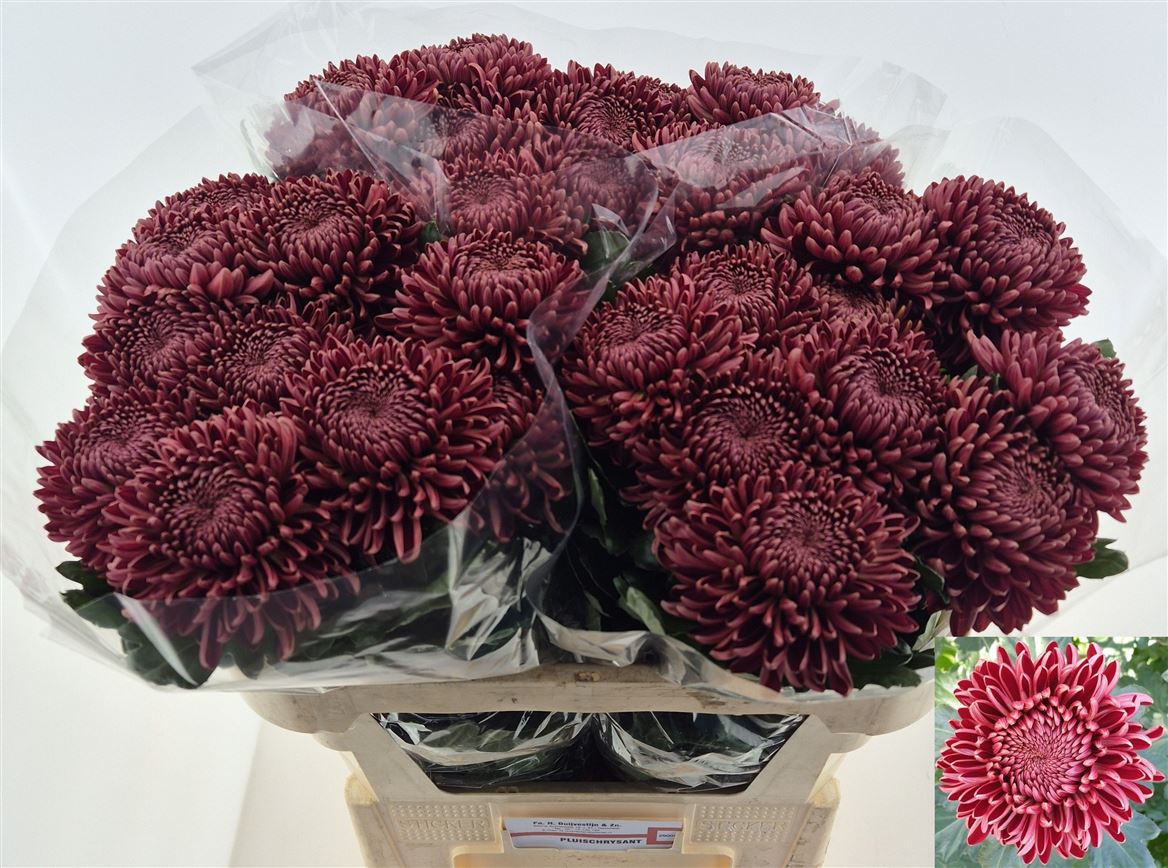 Chrysanth Single Bigoudi Red 75cm 100gr.