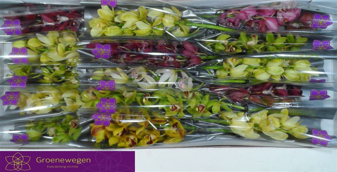 Cymbidium Asst Mini 60cm