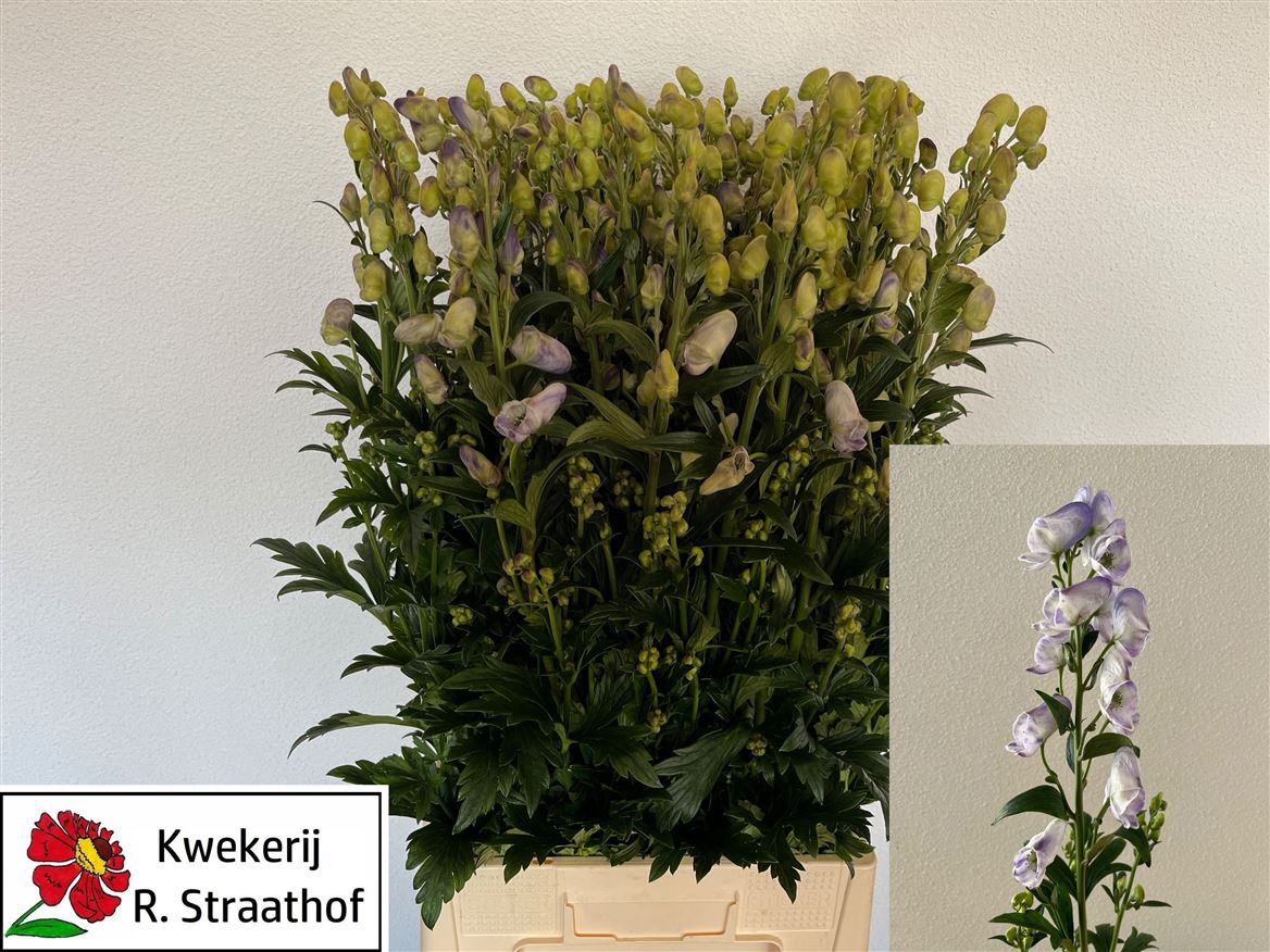 Aconitum Carm Cloudy 90cm