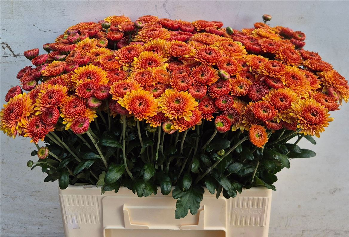 Chrysanth Spray Bella 60cm 60gr.