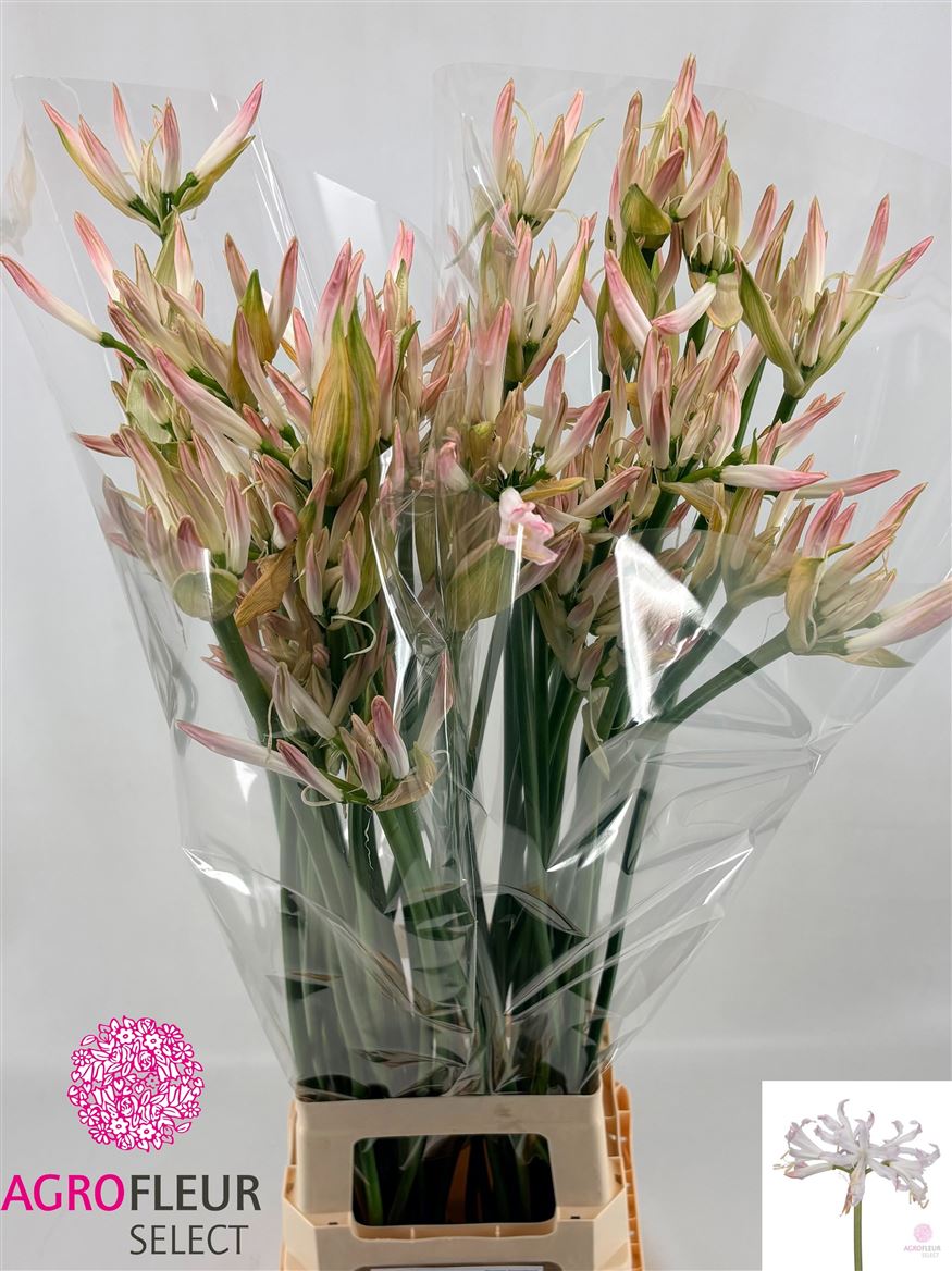 Nerine Bico Bionce 80cm