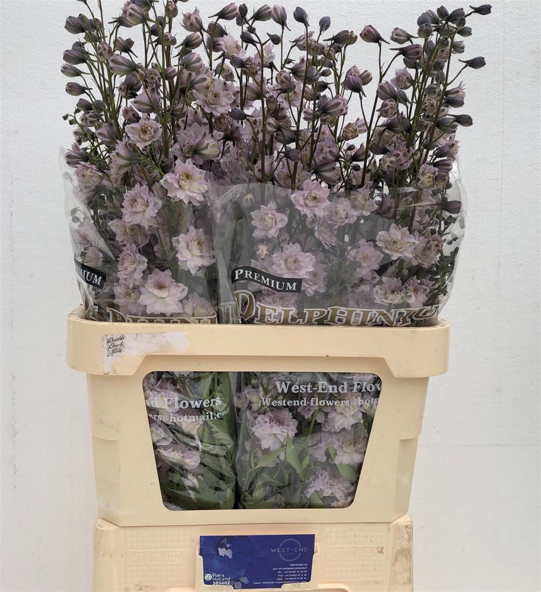 Delphinium Double Highlander Cha Cha 90cm