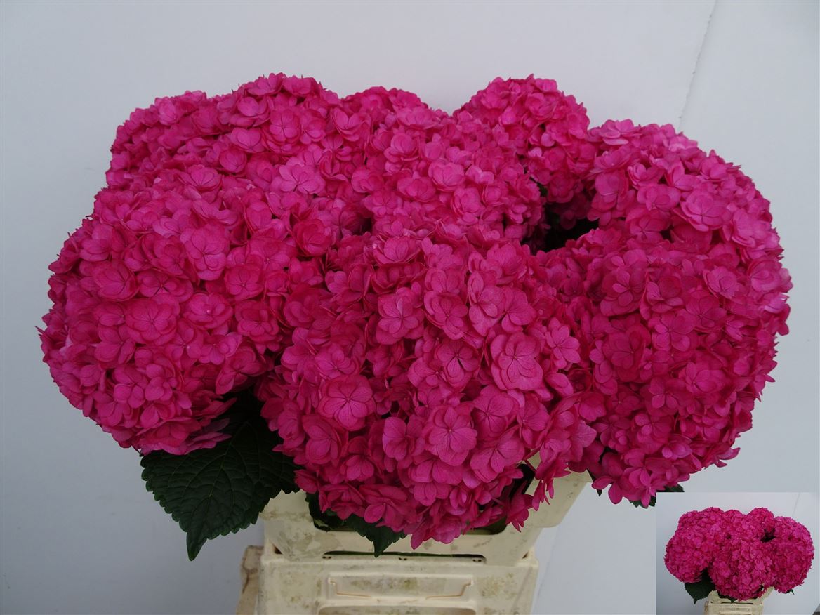 Hydrangea Royal Anastasia Pink 60cm 16Ø