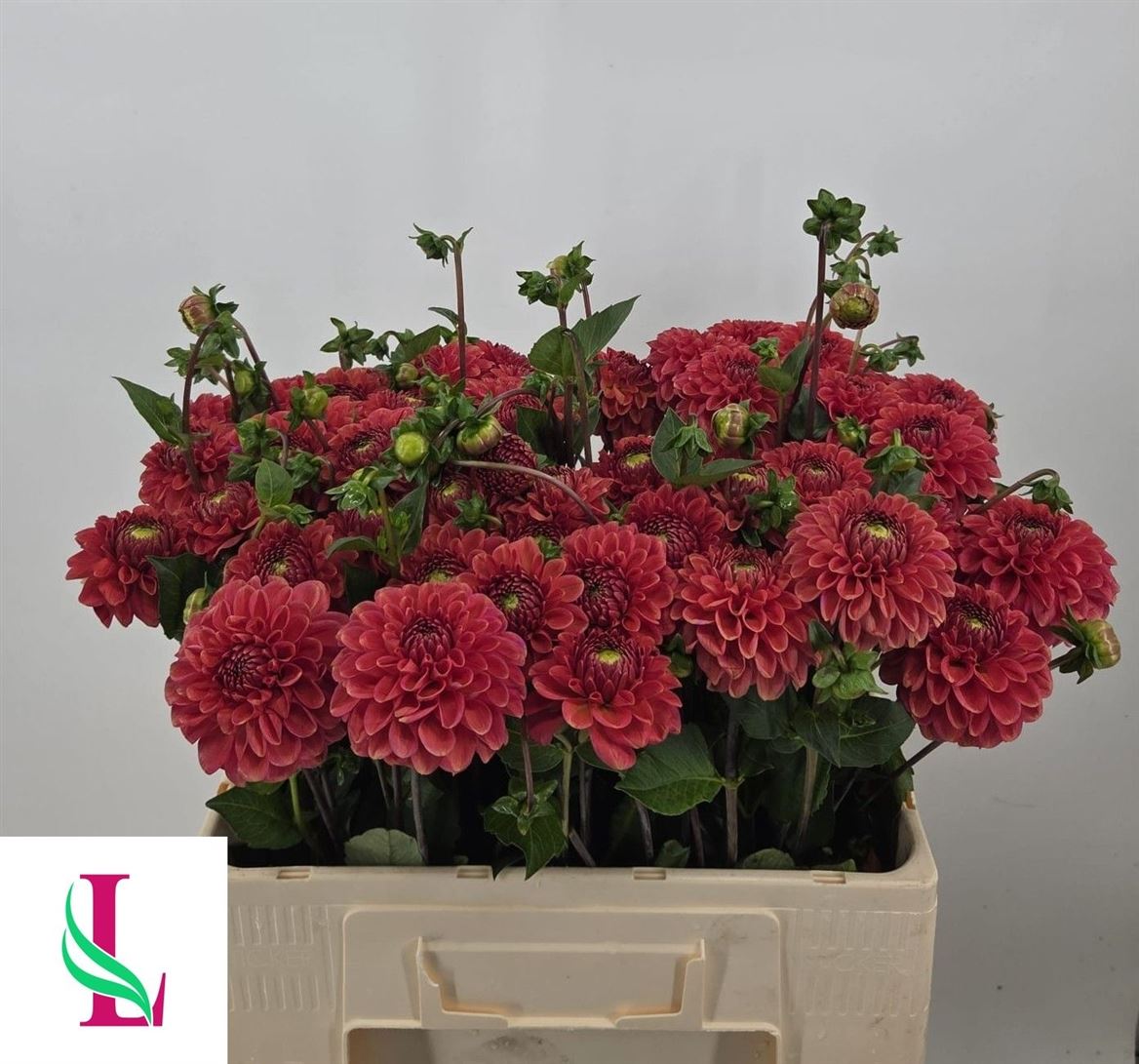 Dahlia Orange Fox 55cm