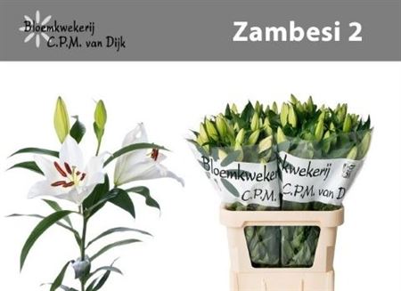 Lily Oriental Zambesi 80cm 2+